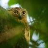 Ketupa malajska - Ketupa ketupu - Buffy Fish Owl 3587